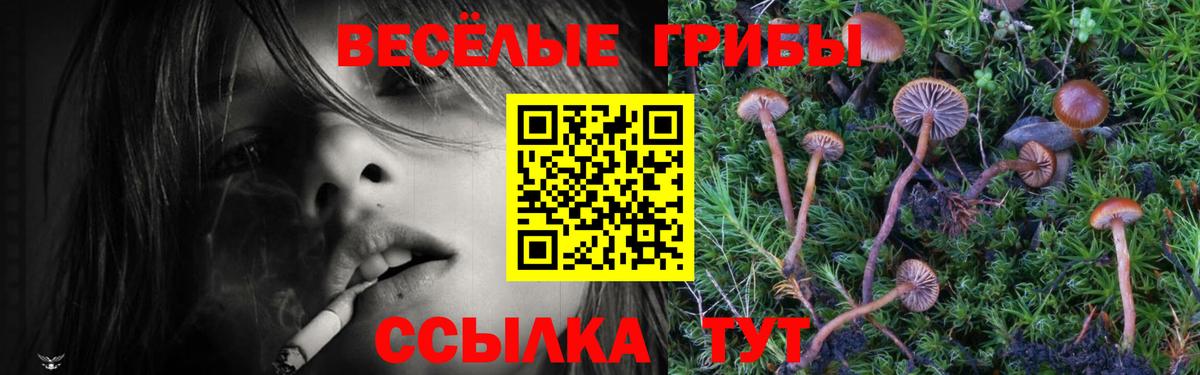 Псилоцибиновые грибы Psilocybe  Галлюциногенные грибы прущие грибы  Вход с VPN  Лобня 